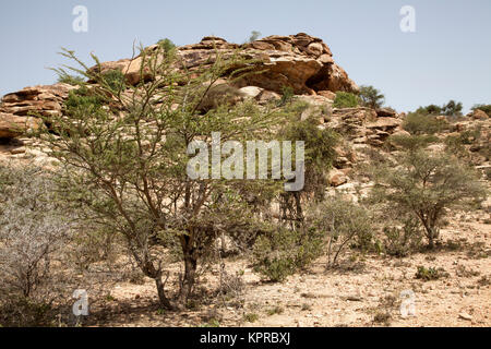 Bush Landschaft um Laas Geel Höhlen, Somaliland Stockfoto