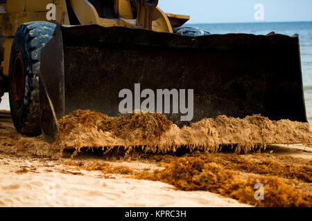 Reinigung der Strand aus Algen mit Traktor und Kipper. Stockfoto