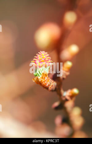 Lärchenblüte - Picea abies in einer Makroaufnahme Stockfoto