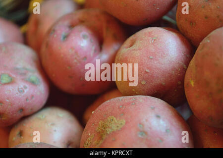 Nahaufnahme von roten neue Kartoffeln im Flor. Stockfoto