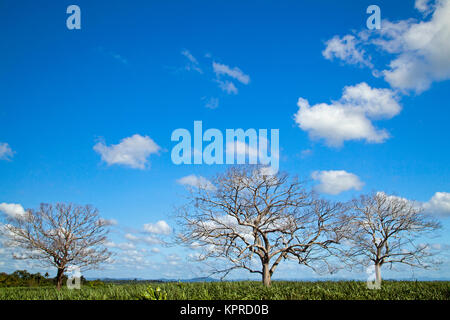 Trockene Bäume in Zuckerrohr von seibo Stockfoto