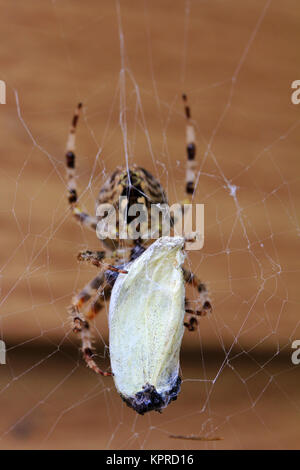 Eine Spinne mit großer Beute. Eine Kreuzspinne hat einen Schmetterling gefangen Stockfoto