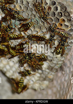 Wespennest mit Wespen auf ihm saß. Stockfoto