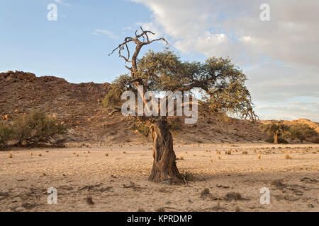 Baum in einem trockenen Flussbett in der Nähe der Swakop River, Namibia Stockfoto