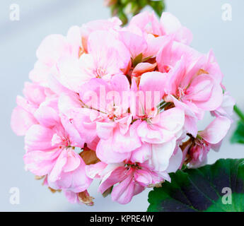 Rosa Geranien in Nahaufnahme Stockfoto