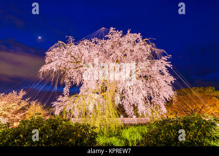 Maruyama-Park in Kyoto/Japan während des Frühlingsfestes Kirschblüte. Stockfoto