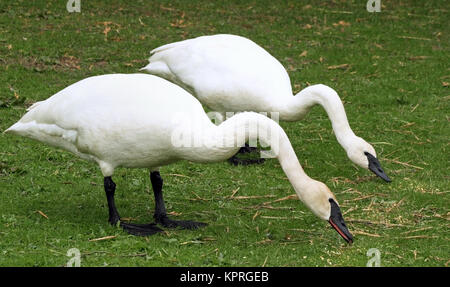 Zuchtpaar der Wilden Trumpeter Schwäne füttern an Land Stockfoto