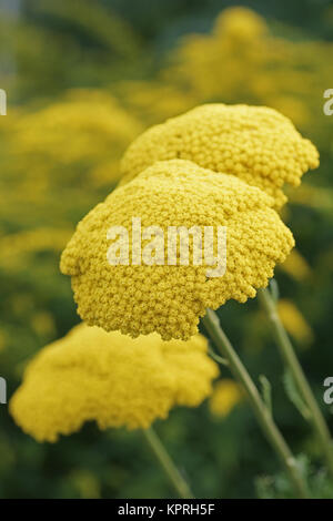 Achillea filipendula 'Gold' Stockfoto