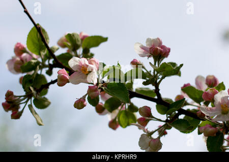 einsame Zweig der blühenden Apfelbaum Stockfoto