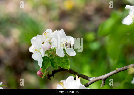 die Biene sammelt Nektar auf Blumen von einem Apfelbaum Stockfoto