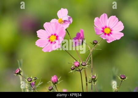 Schmuckkorb / Cosmos bipinnatus Stockfoto