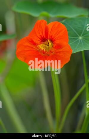 Blume der großen Kapuzinerkresse / die große Kapuzinerkresse Stockfoto