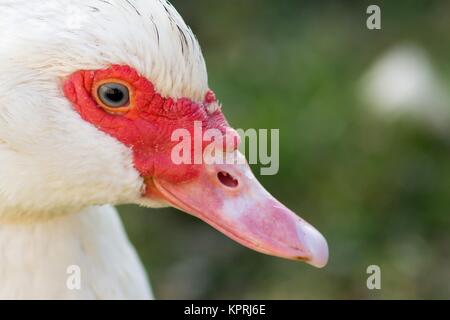 Porträt einer weiblichen Warzenente Stockfoto