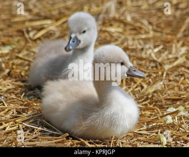 Höckerschwan Geschwister ruht auf einem Nest aus Stroh. Weniger als eine Woche alt Stockfoto