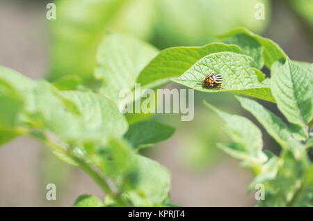 Ein Kartoffelkäfer auf grünen Kartoffel Blätter Stockfoto