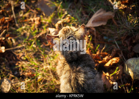 Katze mit Hochzeit Ringe Hochzeit Zubehör. Stockfoto