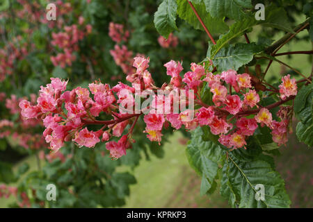 Aesculus x carnea Stockfoto