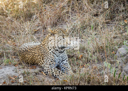 Leopard mit in das Gras im Sabi Sands. Stockfoto