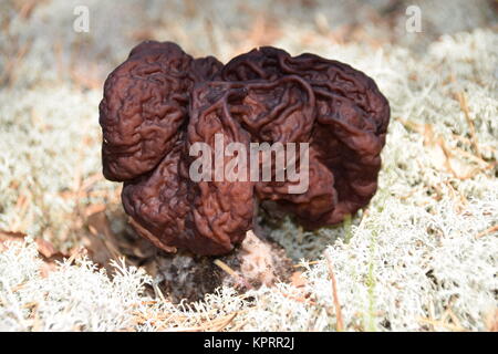 Gyromitra esculenta ein giftiger Pilz im schwedischen Wald. Stockfoto