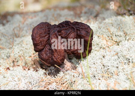 Gyromitra esculenta ein giftiger Pilz im schwedischen Wald. Stockfoto