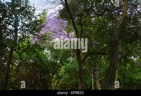 Jacaranda Bäume im Chapultepec Park, Mexico City, DF, Mexiko, Stockfoto