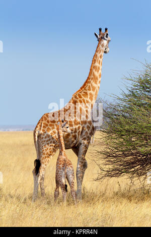 Erwachsene Frau Giraffe mit Kalb Stockfoto