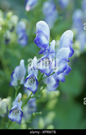 Aconitum x cammarum 'Bicolor' Stockfoto