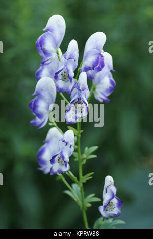 Aconitum x cammarum 'Bicolor' Stockfoto