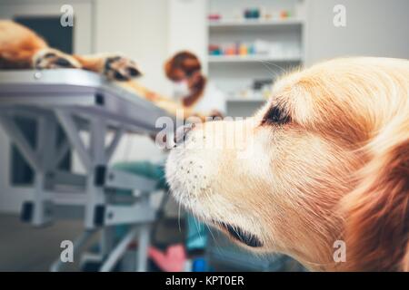 Zwei Brüder der Golden Retriever in die Tierklinik. Tierarzt Vorbereiten der Hund für Chirurgie. Thames Loyalität, Freundschaft und Hilfe. Stockfoto