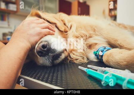 Golden Retriever in die Tierklinik. Tierarzt Vorbereiten der Hund für Chirurgie. Stockfoto