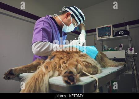 Hund in der Tierklinik. Tierarzt während der Operation der Golden Retriever. Stockfoto