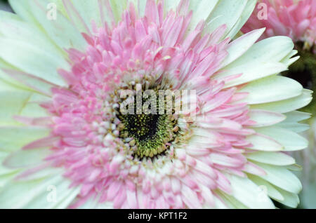 Weiß und rosa Chrysantheme Stockfoto