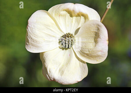 nuttall's Dogwood Cornus ascona Stockfoto