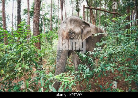 Asiatische Elefantendame im tropischen Regenwald in der Provinz Chiang Mai, Thailand. Stockfoto