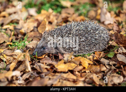 Der Europäische Igel, auch als die Westeuropäische Igel oder gemeinsamen Igel bekannt, ist ein Igel Arten in Europa gefunden Stockfoto