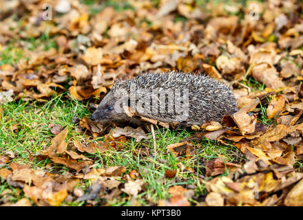 Der Europäische Igel, auch als die Westeuropäische Igel oder gemeinsamen Igel bekannt, ist ein Igel Arten in Europa gefunden Stockfoto