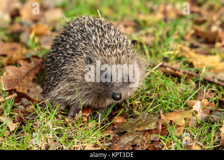 Der Europäische Igel, auch als die Westeuropäische Igel oder gemeinsamen Igel bekannt, ist ein Igel Arten in Europa gefunden Stockfoto