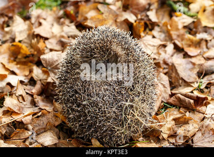 Der Europäische Igel, auch als die Westeuropäische Igel oder gemeinsamen Igel bekannt, ist ein Igel Arten in Europa gefunden Stockfoto