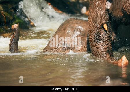 Zwei asiatische Elefanten spielen in den Fluss. Tropischer Regenwald in der Provinz Chiang Mai, Thailand. Stockfoto