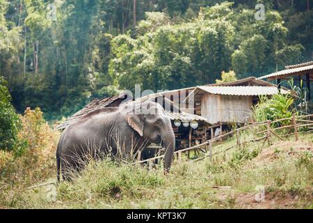 Asiatische Elefanten in der Nähe von kleines Dorf in der Provinz Chiang Mai, Thailand. Stockfoto