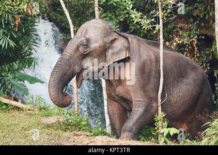 Asiatische Elefantendame gegen Wasserfall im tropischen Regenwald. Provinz Chiang Mai, Thailand. Stockfoto