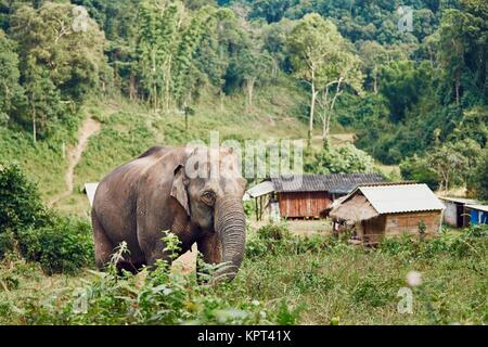 Asiatische Elefanten in der Nähe von kleines Dorf in der Provinz Chiang Mai, Thailand. Stockfoto