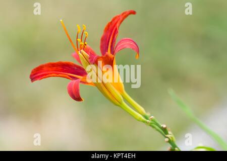 Gelbrote Taglilie / gelbe Taglilie Stockfoto