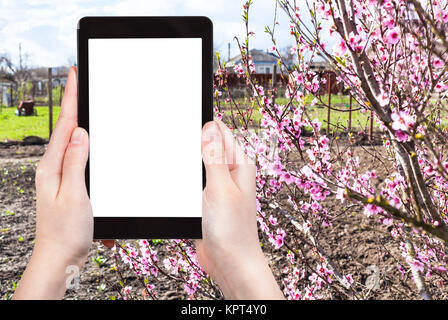 Saison Konzept - Bauer Fotografien Land Garten mit blühenden Peach Tree auf Tablet PC mit ausgeschnittenen Bildschirm mit leeren Platz für Werbung Stockfoto