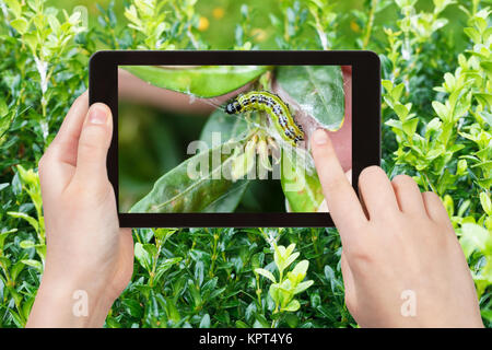 Gartenarbeit Konzept - Bauer Fotografien Larve von Insekt-schädling (Cydalima perspectalis, Box Tree Motten) in buchsbaumholz Blätter im Garten auf Tablet PC Stockfoto