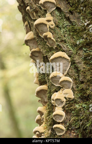 Erle Halterung (Inonotus radiatus) Stockfoto