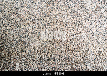 Grubby shagpile Teppich Textur Hintergrund am Boden in Braun und Weiß Stockfoto