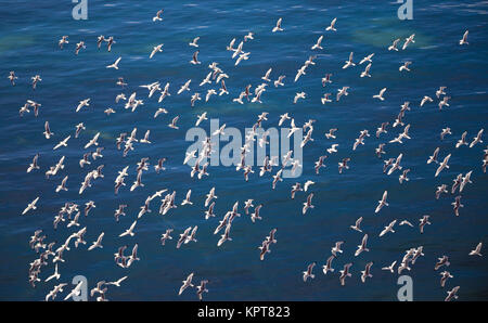 Herde der Europäischen Silbermöwe, Larus argentatus Stockfoto