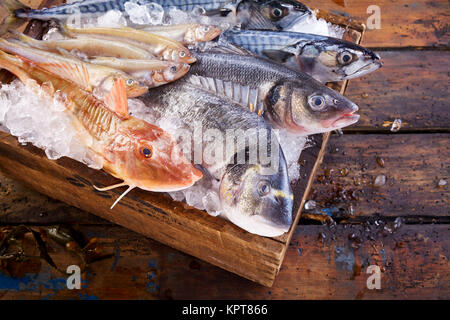 Vielzahl von genießbaren frischen Seefisch auf Eis auf einem Markt oder der Fischerei mit der knurrhahn, Dorade, Makrele, Meeräschen und Loup de mer Gesehen von oben mit Fokus auf die dorade oder vergoldeten Kopf Brassen Stockfoto