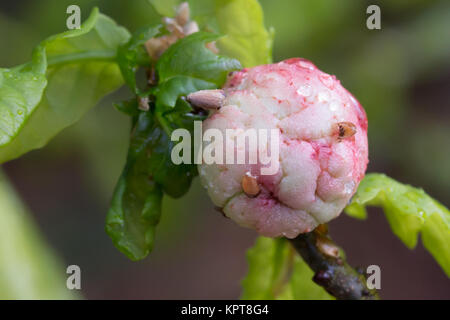 Eichenapfelgalle (Biorhiza pallida). Surrey, Großbritannien. Stockfoto